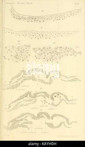 The primitive streak and notochordal canal in Chelonia (Plate V) BHL4780746 Stock Photo