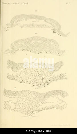 The primitive streak and notochordal canal in Chelonia (Plate IX) BHL4780762 Stock Photo