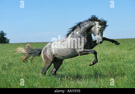 Lusitano stallion, meadow, run, rebel, Stock Photo