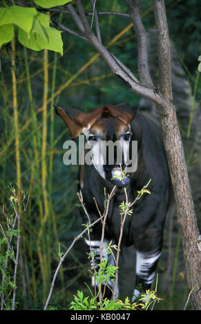 Okapi, Okapia johnstoni, Stock Photo