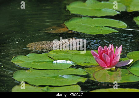 European hedgehog, Erinaceus europaeus, adult animal swims in the pond, Stock Photo