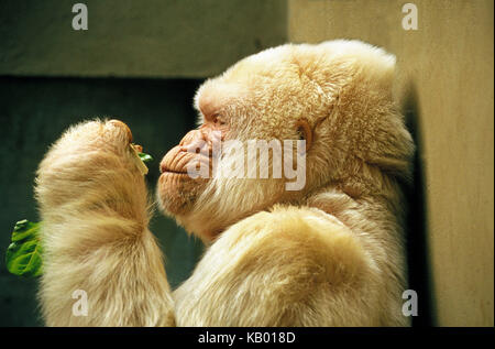 White gorilla called 'snowflake' in the zoo of Barcelona, portrait, at the side, Stock Photo