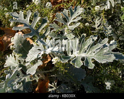 Senecio cineraria 'Silver Dust' shrub Stock Photo