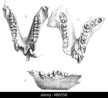 The type specimens of Oreopithecus bambolii Gervais 1872 from ...