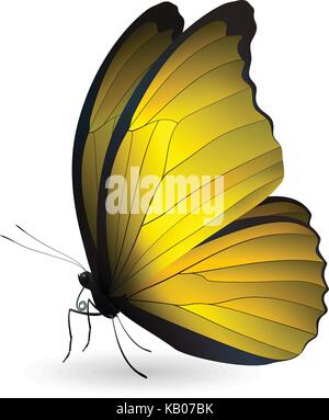 Beautiful butterfly isolated on a white background Stock Vector