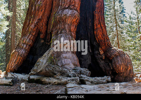 Base of the Grizzly Giant Sequoia in the Grove at the Mariposa Grove of Big Trees, Yosemite National Park Stock Photo