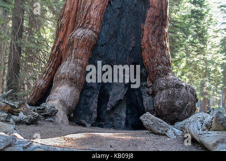 The base of the Grizzly Giant sequoia in Mariposa Grove of Big Trees, Yosemite National Park Stock Photo