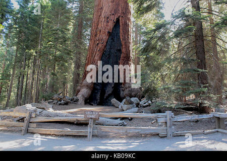 Base of the Grizzly Giant Sequoia in the Grove at the Mariposa Grove of Big Trees, Yosemite National Park Stock Photo