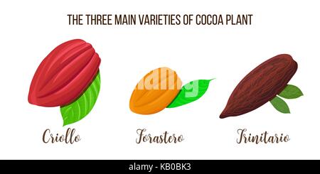 Set of Cocoa pods illustration. Criollo, forastero, trinitario types. realistic style. Vector illustration Stock Vector