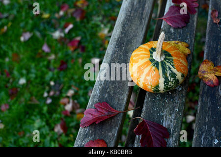 Orange and green disc-shaped ornamental gourd on a wooden bench with fall leaves and copy space Stock Photo