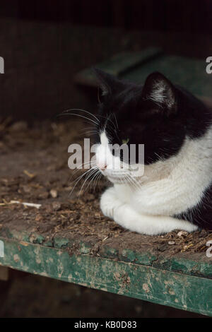 A black and white cat lies inside an old wagon on a farm. Stock Photo