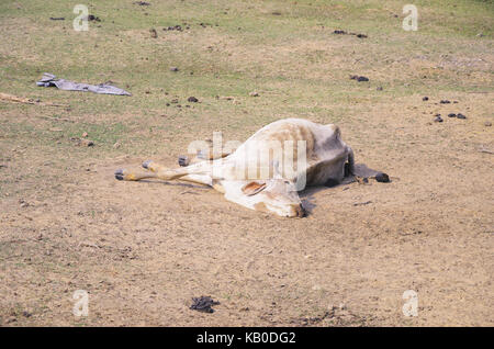 Dying cow lying on the ground by some disease. Stock Photo