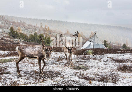 rein deer in a snow in northern Mongolia Stock Photo