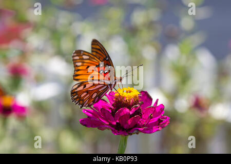 Gulf Fritillary Butterfly on Magenta Flower Stock Photo