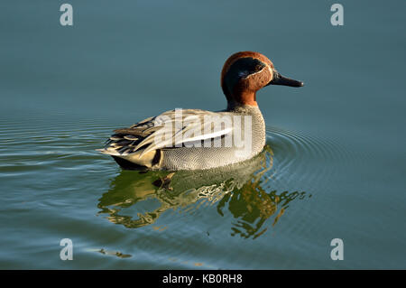 Eurasian Teal (Anas crecca) on water Stock Photo