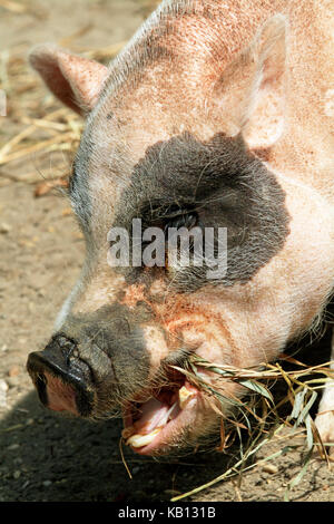 A closeup of a pig eating at the Cape May County Park and Zoo, New Jersey, USA Stock Photo