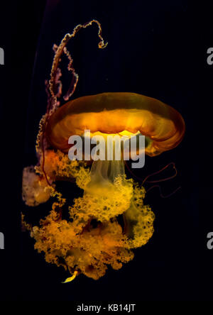 Jellyfish with tentacles swimming in kaiyukan aquarium, Kansai region, Osaka, Japan Stock Photo