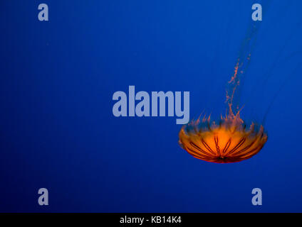 Brown jellyfish with tentacles swimming in kaiyukan aquarium, Kansai region, Osaka, Japan Stock Photo