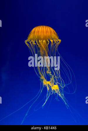 Brown jellyfish with tentacles swimming in kaiyukan aquarium, Kansai region, Osaka, Japan Stock Photo