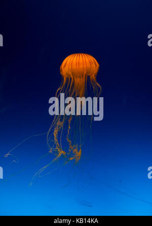 Brown jellyfish with tentacles swimming in kaiyukan aquarium, Kansai region, Osaka, Japan Stock Photo