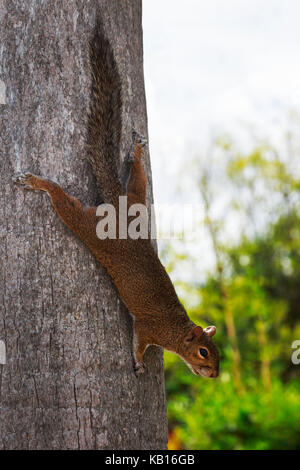 American Red Squirrel climbing down a tree, Florida, USA Stock Photo
