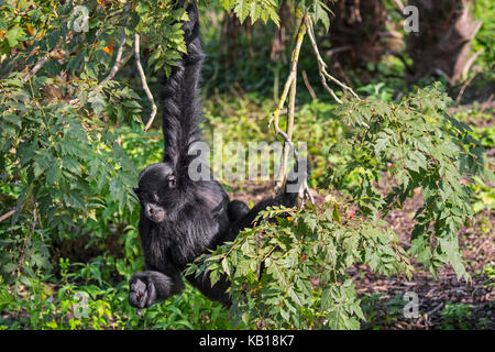 Siamang (Symphalangus syndactylus) arboreal gibbon native to the forests of Malaysia, Thailand and Sumatra Stock Photo