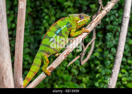Panther chameleon (Furcifer pardalis) in tree, native to  Madagascar