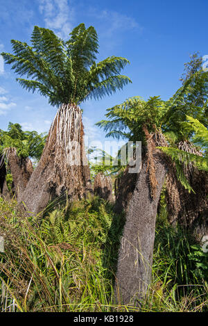 Soft tree ferns / man ferns (Dicksonia antarctica) evergreen tree fern native to eastern Australia Stock Photo