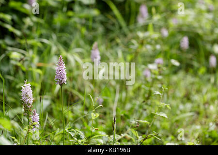 Group of common spotted orchids (Dactylorhiza fuchsii) growing at the side of a path in woodland among grasses Stock Photo