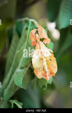 Phyllium giganteum, leaf insect standing on leaf Stock Photo