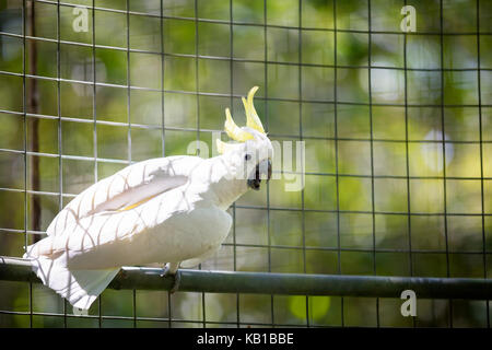 beautiful white  parrot in a cage Stock Photo