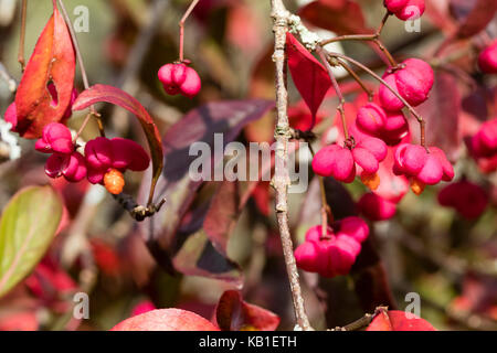 Bright red autumn foliage and dangling pink seed capsules showing orange seeds of the small tree, Euonymus europaeus 'Red Cascade' Stock Photo