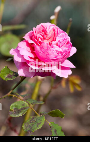 David Austin bred English shrub rose, Rosa 'Heritage' has fully double, fragrant pink flowers Stock Photo