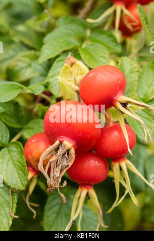Red rose hips in autumn, England, UK Stock Photo