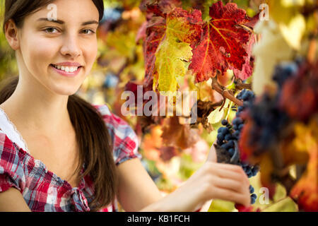Portrait of woman in vineyard, harvesting grape Stock Photo
