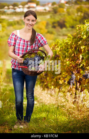 Female vintner harvesting grapes in vineyard Stock Photo