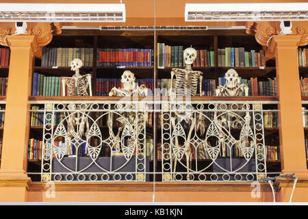 England, London, University college of London, The Grant museum of Zoology, amusing exhibit of monkeys to skeletons, Stock Photo