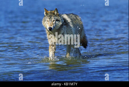 North American grey wolf, Canis lupus occidentalis, adult animal in the water, Canada,