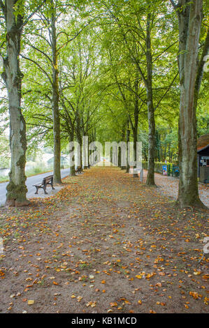 Fallen leaves on the walking path between the trees Stock Photo