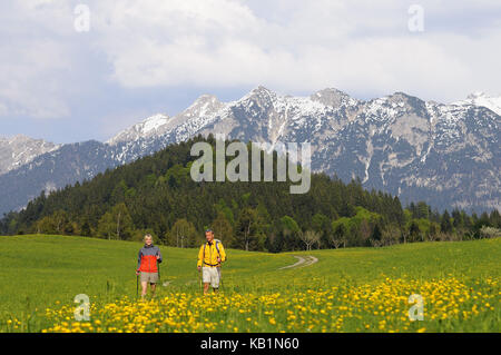 Hiker in the flower meadow near Gerold, Upper Bavaria, Germany, Stock Photo