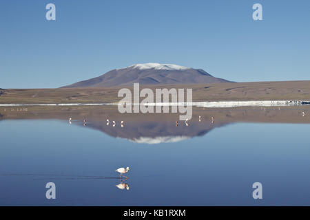 Bolivia, Los Lipez, Laguna Colorada, Stock Photo