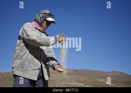 Bolivia, Salar de Uyuni, Fairly Trade, quinoa, checking, man, Stock Photo