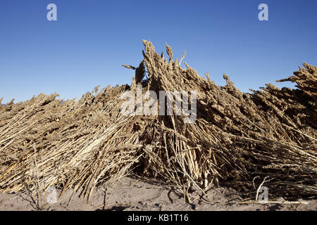 Bolivia, Salar de Uyuni, Fairly Trade, quinoa, drying, Stock Photo