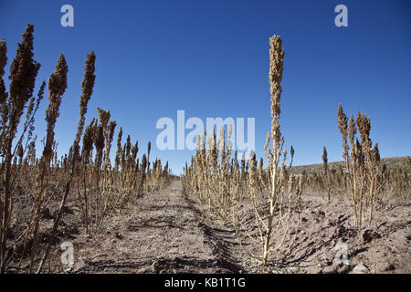 Bolivia, Salar de Uyuni, Fairly Trade, quinoa, field, Stock Photo