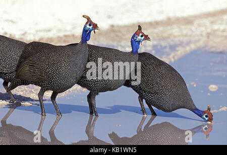 Helmet guinea fowls, Numida meleagris, group in watering place, drink, Kenya, Africa, Stock Photo