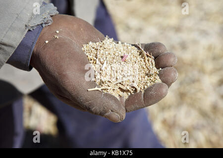 Bolivia, Salar de Uyuni, Fairly Trade, quinoa, check, hand, Stock Photo