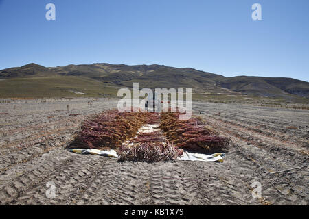 Bolivia, Salar de Uyuni, Fairly Trade, quinoa, thrashing while tractor, Stock Photo