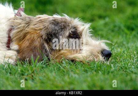 Dog, Petit basset Griffon Vendéen, meadow, lie, side view, medium close-up, Stock Photo