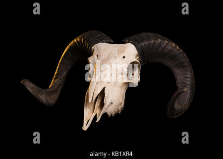 Ram skull with horns, isolated on black background Stock Photo