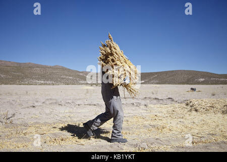 Bolivia, Salar de Uyuni, Fairly Trade, quinoa, carrying, man, Stock Photo